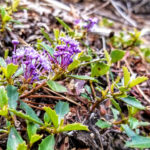 Tahoe Guided Hiking Tours